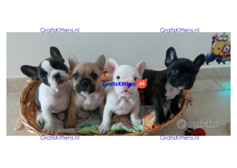 Beschikbare franse bulldog-puppy's met papieren