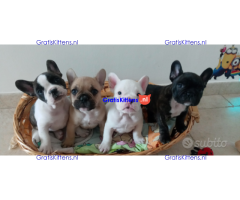 Beschikbare franse bulldog-puppy's met papieren