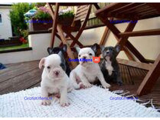 Beschikbare franse bulldog-puppy's met papieren
