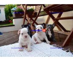 Beschikbare franse bulldog-puppy's met papieren