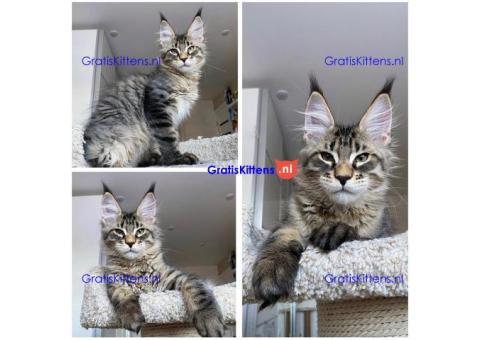 Lovely Kittens heeft voor de rest van hun leven een nieuw en fijn thuis nodig