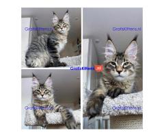 Lovely Kittens heeft voor de rest van hun leven een nieuw en fijn thuis nodig