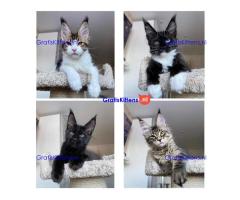 Lovely Kittens heeft voor de rest van hun leven een nieuw en fijn thuis nodig