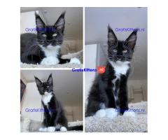 Lovely Kittens heeft voor de rest van hun leven een nieuw en fijn thuis nodig