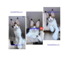 Lovely Kittens heeft voor de rest van hun leven een nieuw en fijn thuis nodig