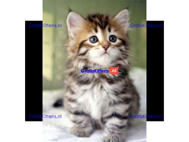 Cattery Kittens te koop €200