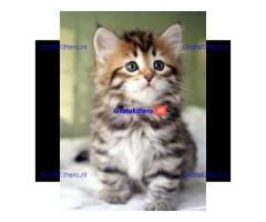 Cattery Kittens te koop €200