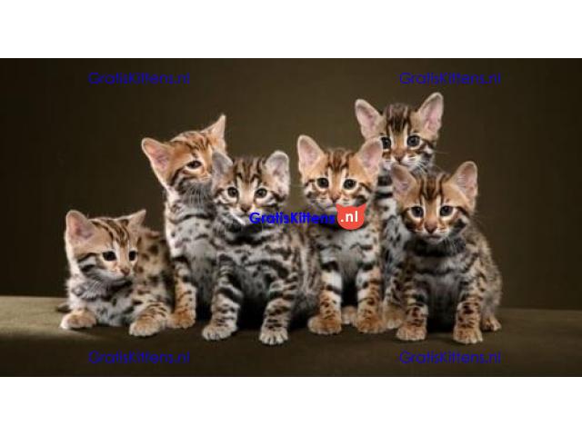 Cattery Kittens te koop €200