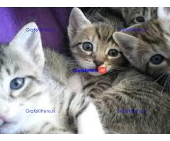 Cattery Kittens te koop €200