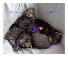 Cattery Kittens te koop €200