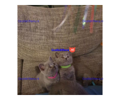 Schattige britse korthaar kittens