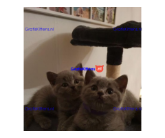 Prachtige brits korthaar kittens
