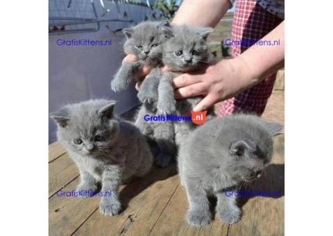 Mooie britse korthaar kittens