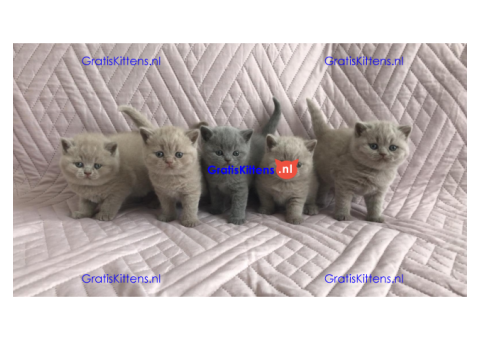 Mooie britse korthaar kittens