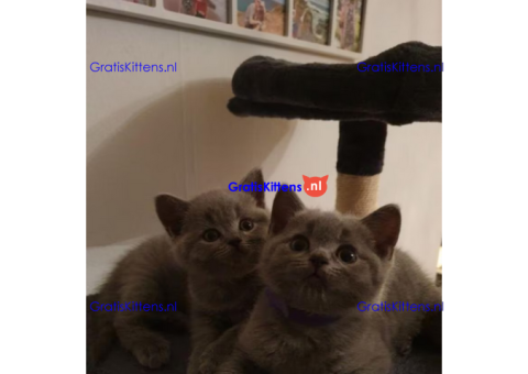 Britse korthaar kittens