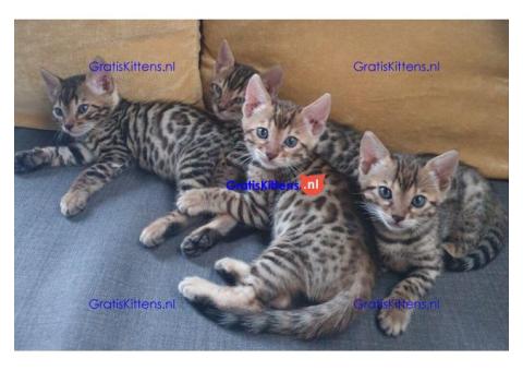 Cattery Kittens te koop €200