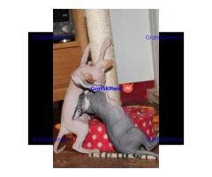 Prachtige stamboom sphynxs kittens