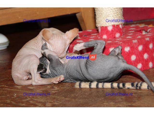 Prachtige stamboom sphynxs kittens