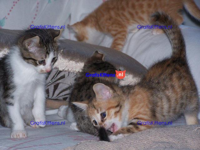 American curl goed getrainde kittens