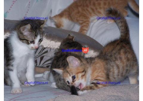 American curl goed getrainde kittens