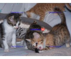 American curl goed getrainde kittens