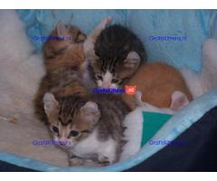 American curl goed getrainde kittens