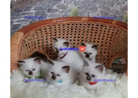 Birman Kitten voor adoptie
