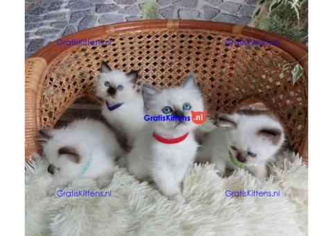 Schattige Birman Kittens voor herhaling
