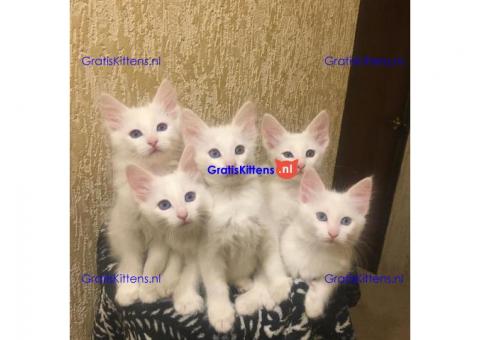Turkse angora kittens voor adoptie