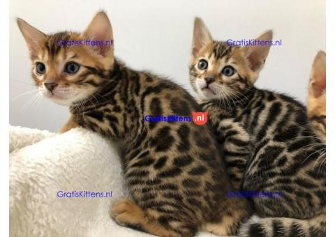 perfecte Bengaalse kittens voor adoptie