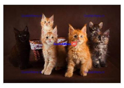 schattige maine coon kittens voor adoptie