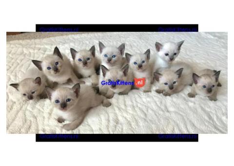 Cattery Kittens te koop €200