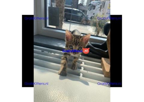 Cattery Kittens te koop €200