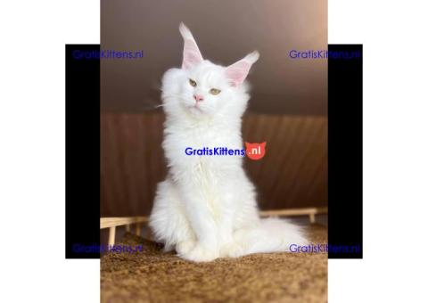 Maine Coon-kittens ter adoptie