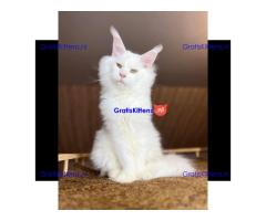 Maine Coon-kittens ter adoptie