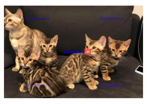 MOOIE BENGALE KITTENS TER ADOPTIE