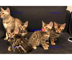 MOOIE BENGALE KITTENS TER ADOPTIE