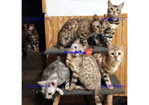 Mooie Bengaalse kittens