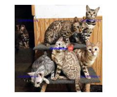 Mooie Bengaalse kittens