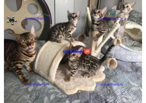 Bengaalse Kittens Nu beschikbaar