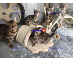 Bengaalse Kittens Nu beschikbaar
