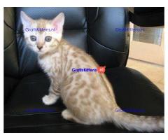 Prachtige Pedigree Sneeuw Bengaalse Kittens