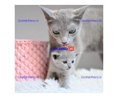 mooie grijze kittens, maar het ras wordt genoemd als Russische blues,
