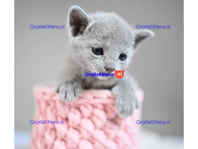 mooie grijze kittens, maar het ras wordt genoemd als Russische blues,