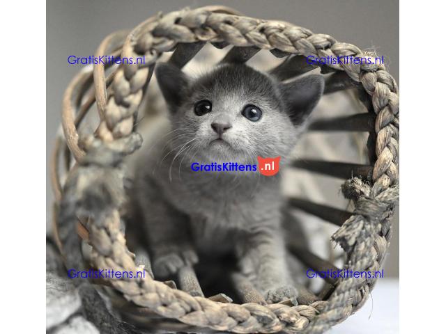 ik heb 4 prachtige russische blauwe kitten te koop ik heb mama kan worden