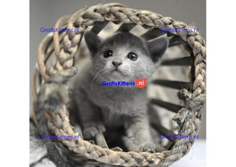 ik heb 4 prachtige russische blauwe kitten te koop ik heb mama kan worden