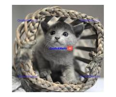 ik heb 4 prachtige russische blauwe kitten te koop ik heb mama kan worden
