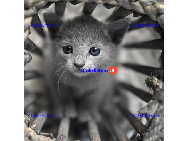ik heb 4 prachtige russische blauwe kitten te koop ik heb mama kan worden