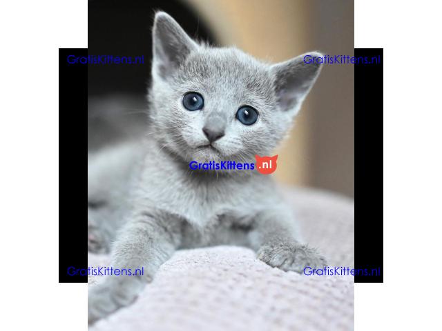 ik heb 4 prachtige russische blauwe kitten te koop ik heb mama kan worden