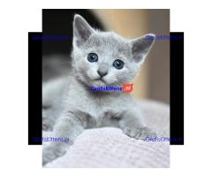 ik heb 4 prachtige russische blauwe kitten te koop ik heb mama kan worden